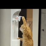 [드루와] 야 이 고양이 ㅈㄴ귀엽지않아?