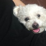[이것좀봐줘] 강아지 좀 찾아주세요....