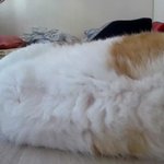 나의 동거묘 <b>도칠</b>이 털..분노