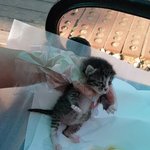 [고양이] (통이네)쓰레기통에 버려진 새끼고양이 4형제 운명