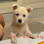 [강아지] <b>보호소</b>에서 태어난 아이들