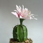 쉽게 보기 힘든, 선인장의 꽃!
