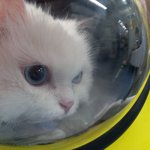 [고양이] 나도 고냥이자랑