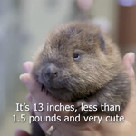 야 너네 아기<b>비버</b> 본적있냐...