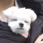 본진아닌대 개좋아서 듣는노래 추천해줘