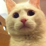 [드루와] +)언니랑 개싸움