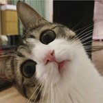 [드루와] 찐<b>estj</b> 질문받아