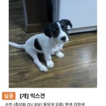 [이것좀봐줘] 강아지를 찾습니다 한번만봐주세요 특히 대<b>부도</b>쪽입니다