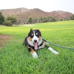 [강아지] 못생김과 잘생김 공존하는 강아지 ㅎㅎ 오똑한 코가 부럽구나...