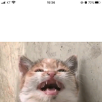 [19] 야인스타라<b>이부</b>더시보기할수있어???