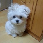 최<b>수빈</b>은 인간계의강아지다.