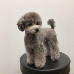 님들 태연 강아지 <b>제로</b>
