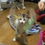 학원 줌 하찮고 웃겨....