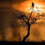 <b>마사</b>이마라 국립보호구의 '야생'