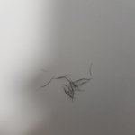 속눈썹이랑 <b>눈썹</b> 뽑았는데