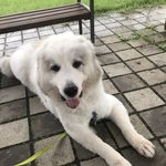 <그레이트 피레니즈> <b>심바</b>의 성장일기 - 12