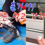 둘기야 밥은 먹고 <b>가라</b>~!!!