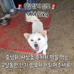[강아지] 두달 <b>임보처</b>가 되어주세요