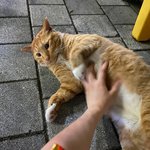 [꼭조언부탁] 길냥이 병원에 데려가야 할거같은데,,