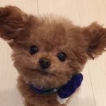 [드루와] 버즈나 에어팟 쿠팡, 지마켓에서 파는거 믿고<b>사도</b> 됌?