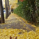 [강아지] 우리 강아지가 요상한 짓을 해요!!