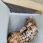 [고양이] 사고뭉치 벵갈고양이의 꿀잠~