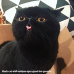 메롱해서 더 깜찍한 <b>깜냥</b>이