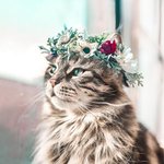 <b>가을</b>에 활짝 핀 꽃! 멍냥이