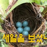 파란 <b>새알</b>을 보셨나요?