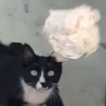 [드루와] 내가 밥주는 고양이 웃겨 죽음 ㅋㅋ 보고 가