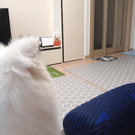 [강아지] 강아지를 키우는 이유