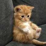 [댓글부탁해] 나 왜 이목구비 ㅈㄴ<b>뚜렷</b>한데 귀엽지?