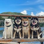 한분 빼고 진심이었던 <b>시바</b> 단체사진