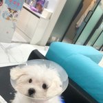 [이것좀봐줘] <b>펫샵</b> 개빡치는데 어떻게 하면 좋을까