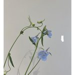 [NCT] 쟈<b>씨씨</b> 꽃집 비하인드