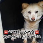 [강아지] 어미견들 좀 도와주세요