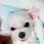 [강아지] 나는 알콜<b>중독자</b>였다