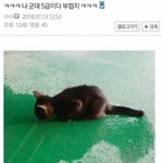 [드루와] 신장 기증하고 <b>군입</b>대 면재받은 남자 ㄷㄷㄷㄷㄷㄷ