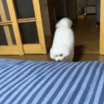 걸어오는 <b>솜뭉치</b>