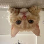 [고양이] 저희집 <b>개냥</b>이 마늘이를 소개해욧