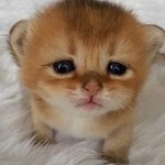 [댓글부탁해] <b>수도권</b> 코로나 단계 발표 2단계