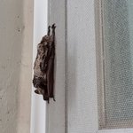 인천서 박쥐 출몰 화들짝…<b>바이러스</b> 전파 가능성은?