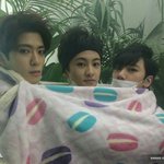 고양이<b>삼</b><b>형제</b>
