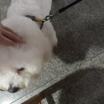 [댓글부탁해] 남의<b>집개</b> 댕귀엽다진짜