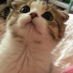 [고양이] <b>군밤</b>이 뽀시래기시절 보러오세요