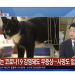 고양이 코로나 <b>다행</b>이다