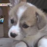 동물짤 <b>풀자</b>!!!!