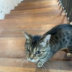 고양이 <b>집사</b>들 들어와바 빨리 ㅠㅠ