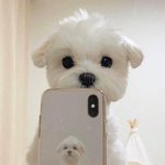 이런 렌즈 알어??