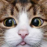 다이어트 <b>성공</b> <b>후기</b> 풀고 가자